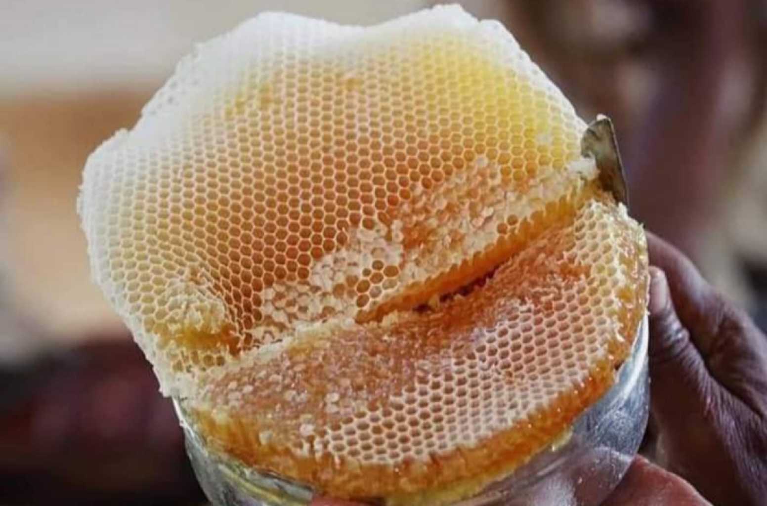 قروف سدر ملكي ممتاز شمع العسل